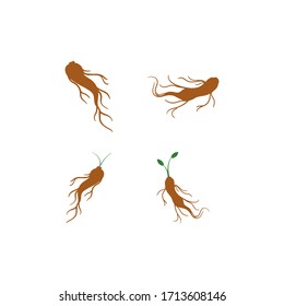 ginseng root vector graphic design illustration