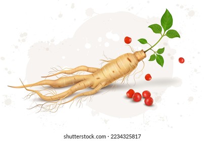  Ginseng Root vector illustration with Ginseng fruit and leaves isolated on white background