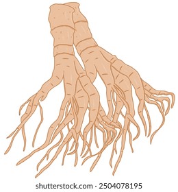 Ginseng, roots, herbal, underground plant.