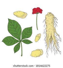 Juego de Ginseng. Panax. Raíz, bayas, hojas, planta entera. Hierba de medicina china. Ilustración vectorial dibujada a mano.