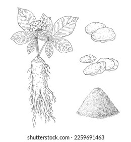 Ginseng set. Panax. Root, berries, leaves, whole plant. Chinese medicine herb. Hand drawn vector illustration.