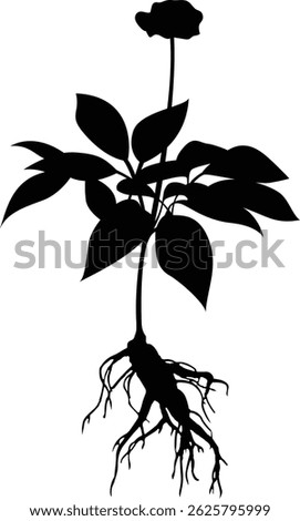 Ginseng silhouette design vector template. Ginseng root on white background with flower
