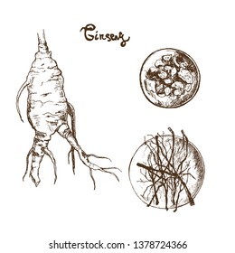 Ginseng sketch on white background. Medical plant. Vector illustration for alternative medicine and homeopathy. Chinese pharmacy.