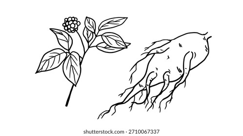 Ramitas de ginseng y raíz, boceto blanco y negro. Ilustración vectorial. Conjunto de hierbas de cocina, aislado sobre fondo blanco. Para menús, recetas, para imprimir en textiles y en paquetes, en ferias de agricultores