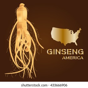 ginseng vector , America .  an ancient traditional medicine