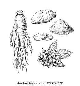 Ginseng Vector Drawing. Medical Plant Sketch. Engraved Botanical Object. Hand Drawn Root, Berry, Slice And Powder. Alternative Medicine, Beauty, Cosmetic And Herbal Therapy Ingredient.