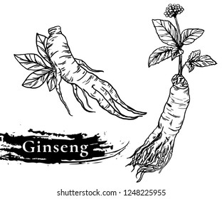 Ginseng Vector Drawing. Medical Plant Sketch. Engraved Botanical Object. Hand Drawn Root, Berry, Slice And Powder. Alternative Medicine, Beauty, Cosmetic And Herbal Therapy Ingredient.