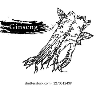 Ginseng vector drawing. Medical plant sketch. Engraved botanical object. Hand drawn root, berry, slice and powder. Alternative medicine, beauty, cosmetic and herbal therapy ingredient. 