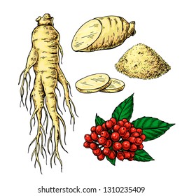 Ginseng Vector Drawing. Medical Plant Sketch. Botanical Object. Hand Drawn Root, Berry, Slice And Powder. Alternative Medicine, Beauty, Cosmetic And Herbal Therapy Ingredient.