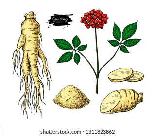 Ginseng vector drawing. Medical plant sketch. Botanical object. Hand drawn root, berry, slice and powder. Alternative medicine, beauty, cosmetic and herbal therapy ingredient.