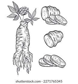 Ginseng. Vector Ginseng Engraving Illustration for Herbal Medicine and Natural Health Products