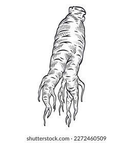 Ginseng. Vector Ginseng Engraving Illustration for Herbal Medicine and Natural Health Products