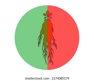 Plantilla de diseño de ilustración de icono de vector Ginseng sobre fondo blanco