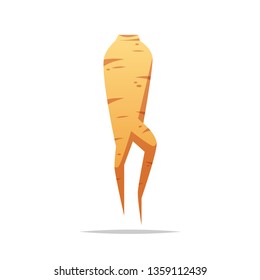 Ginseng vector isolated illustration