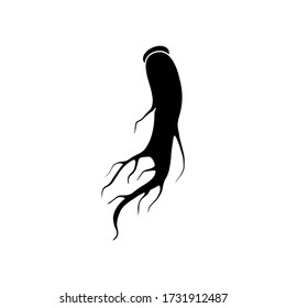 Ginseng vector. Isolated ginseng on white background. eps10