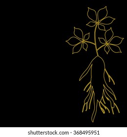 ginseng vector line icon.