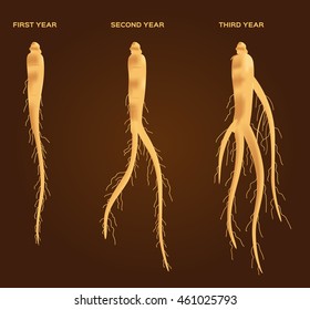 Ginseng Vector Set , It Growth From 1 - 6 Years