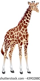 giraffe