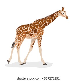 giraffe
