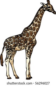 giraffe