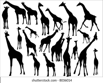 giraffe