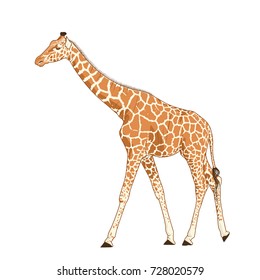 Giraffe adult exotic mammal realistic detailed drawing. African savanna animal with long neck and legs. Camelopardalis with spotted pattern fur coat. Standing walking stretching posture.