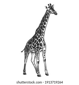 Giraffe. African animal Isolated on white background. Wildlife object. Vector Illustration Art. Vintage engraving style. Hand drawing. Black and white.