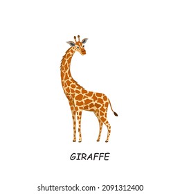 Giraffe, African animal. Vector illustration isolated on white background.
