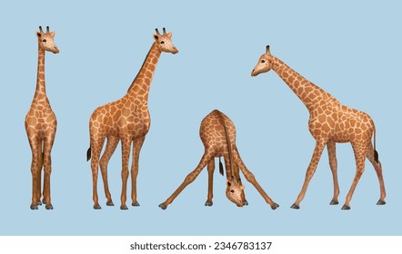 Giraffe. African savana realistic animals giraffe in various poses decent vector templates