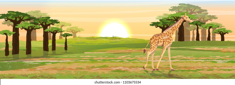 Giraffe in the African savannah. A baobab grove on the horizon. Realistic vector landscape. The nature of Africa. Reserves and national parks.