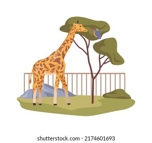 Giraffe in African zoo, natural habitat and reserve wildlife sanctuary. Exotic animals in zoological garden or menagerie. Flat cartoon, vector illustration