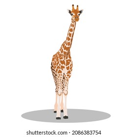 Giraffe animal of Africa. Wild nature. Vector illustration, isolated on white background.