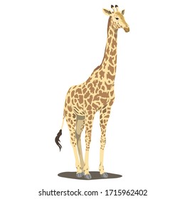 Giraffe Animal Cartoon Character Template