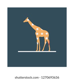 giraffe   animal   circus  