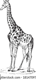 Giraffe animal, From the Dictionary of Word and Things, 1888.