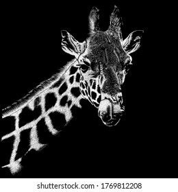 Giraffe, animal nature conservation, vector illustration 