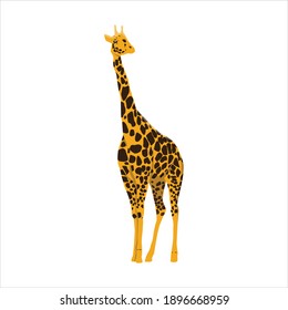 Giraffe For Animal Vector Illustration