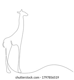 Giraffe animals on white background, african design vector illustration