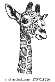 Giraffe baby head. Drawn by hand with pen. Realistic vector illustration.