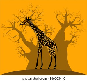 Giraffe and baobab on african savannah