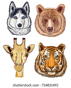 Giraffe, bear, dog, tiger. Hand drawn wild animals face set 