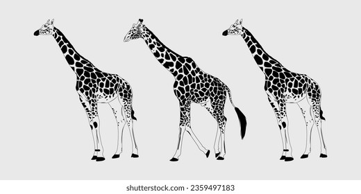 giraffe black silhouette, giraffe vector outline design, Giraffe vector black and white 