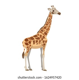 A giraffe, a bright tall African animal, in a realistic style.