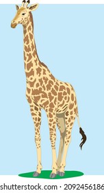Giraffe Camelopard Mammal Wild Animal Biology Fauna Vector Isolated on White