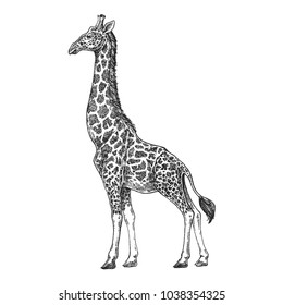 Giraffe. Camelopard. Zoo. African fauna. Hand drawn. Tattoo design. Engraving of wild animal for emblem, badge, tattoo, t-shirt print.