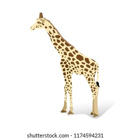 Giraffe in a cartoon style, is insulated on white background. African animal wildlife vector illustration icon.