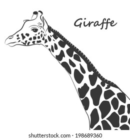 Giraffe close up face illustration vector