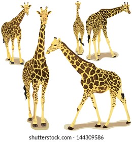 Giraffe collection