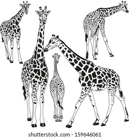 Giraffe collection