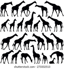 Giraffe collection - vector silhouette